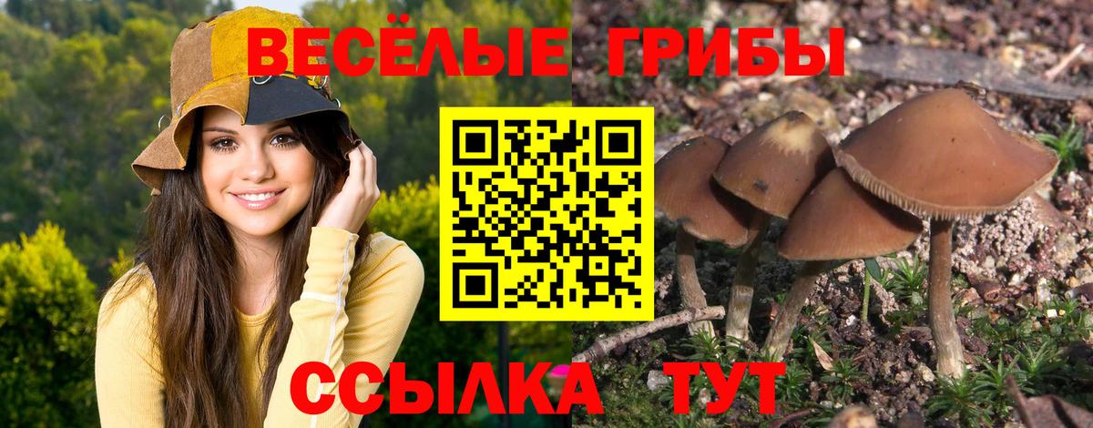 Галлюциногенные грибы Psilocybine cubensis Кингисепп