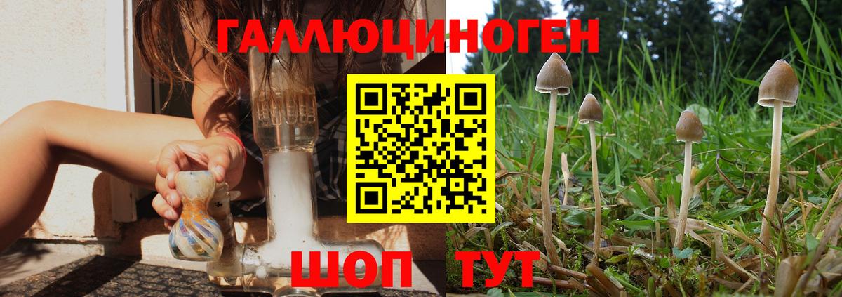 Кингисепп  Псилоцибиновые грибы прущие грибы  Вход с VPN 